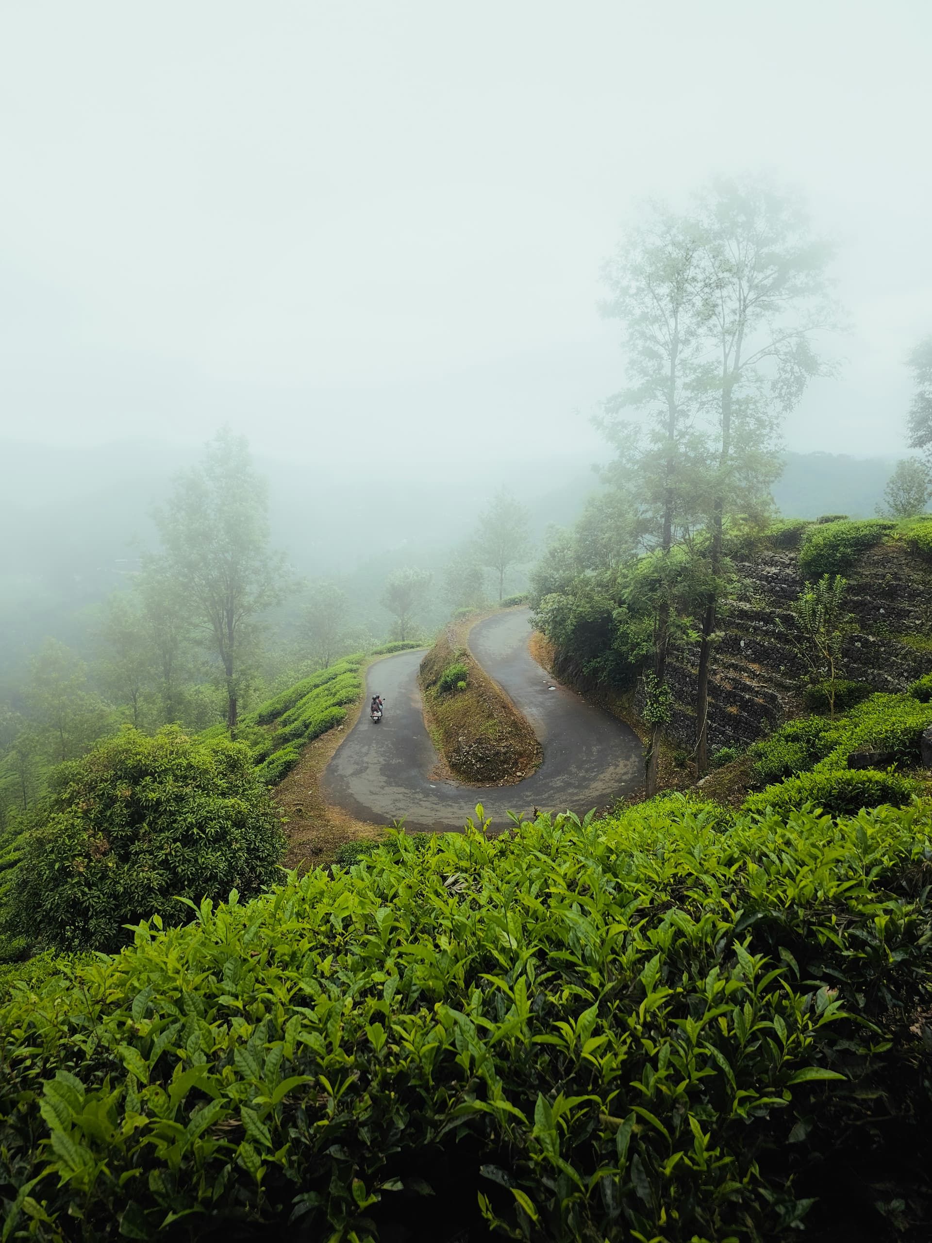 Munnar Tea Hills